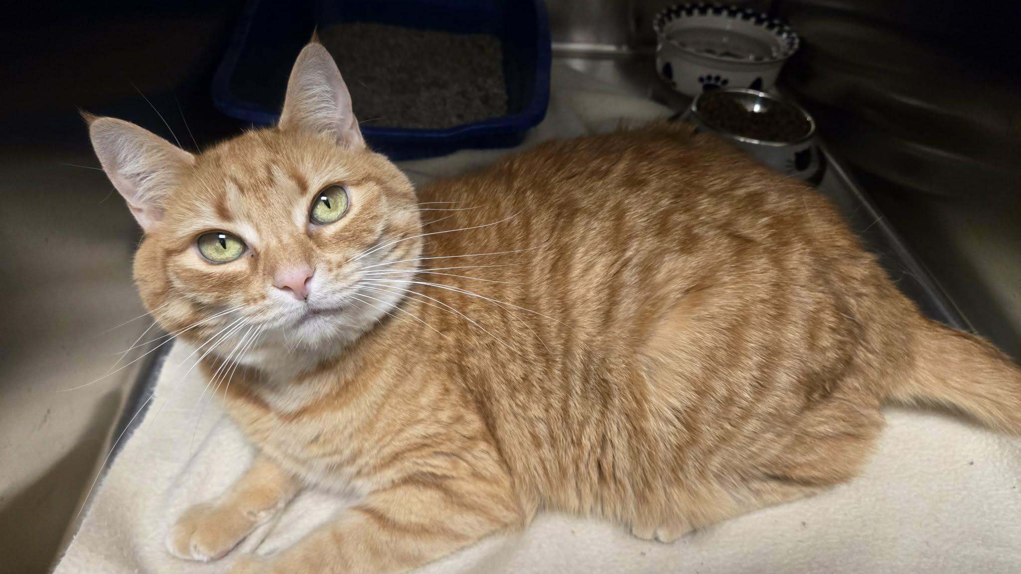 Waffle, a Adoptable Domestic Short Hair in Martinsville, IN image 3/5
