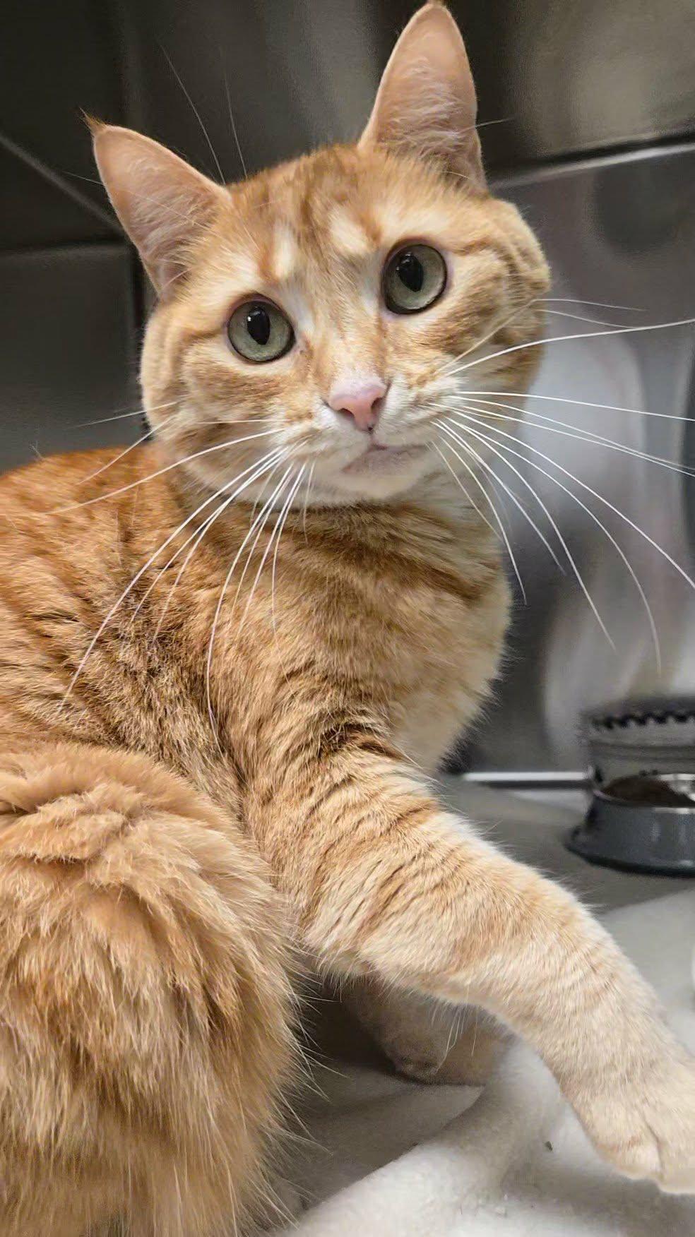 Waffle, a Adoptable Domestic Short Hair in Martinsville, IN image 2/5
