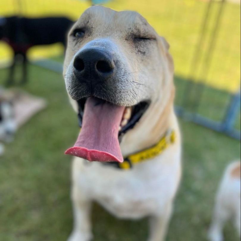 Arthur (Courtesy Post), a Adoptable mixed breed in Plano, TX image 1/16