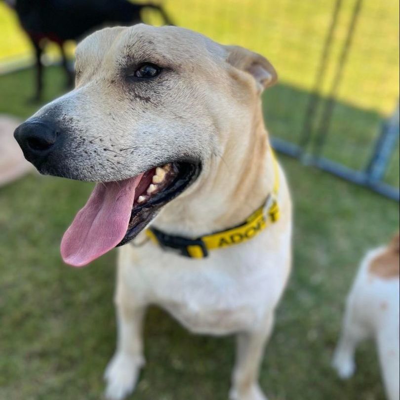 Arthur (Courtesy Post), a Adoptable mixed breed in Plano, TX image 2/16