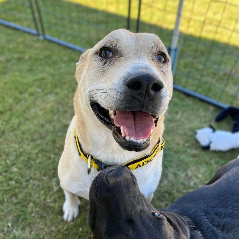 Arthur (Courtesy Post), a Adoptable mixed breed in Plano, TX image 3/16