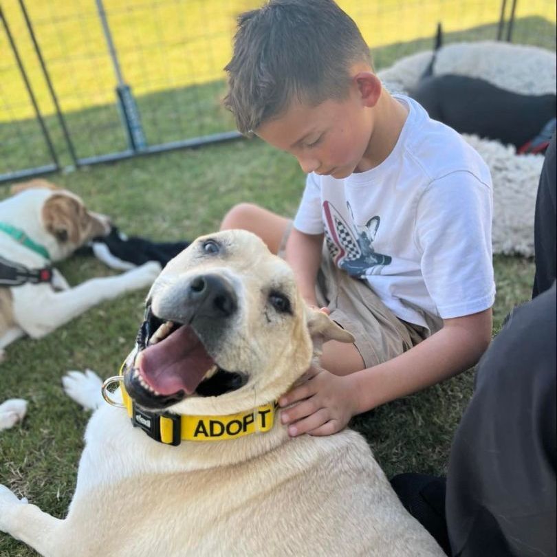 Arthur (Courtesy Post), a Adoptable mixed breed in Plano, TX image 4/16