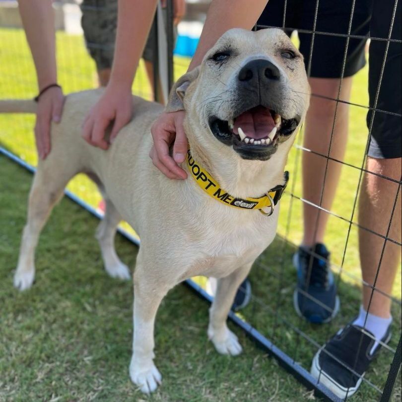 Arthur (Courtesy Post), a Adoptable mixed breed in Plano, TX image 5/16