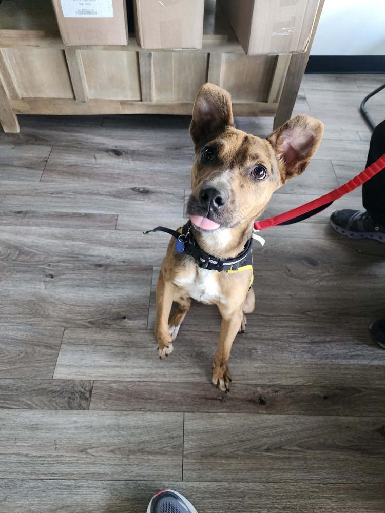 Enlarge Oso Cat, a Adoptable mixed breed in Aurora, CO image 2/6