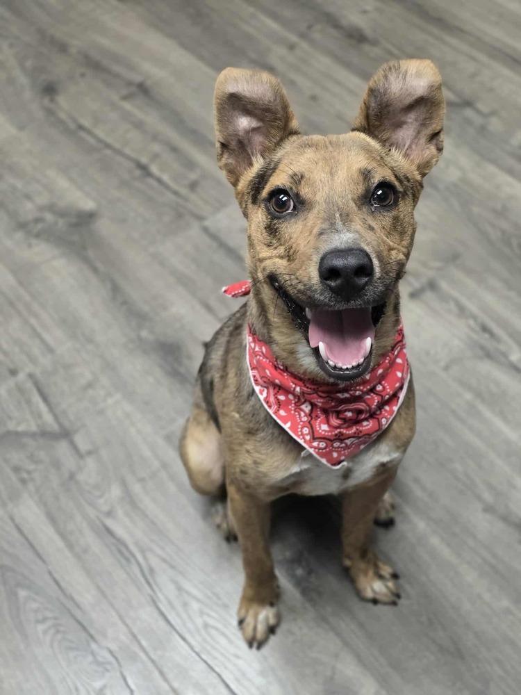 Oso Cat, a Adoptable mixed breed in Aurora, CO image 2/5