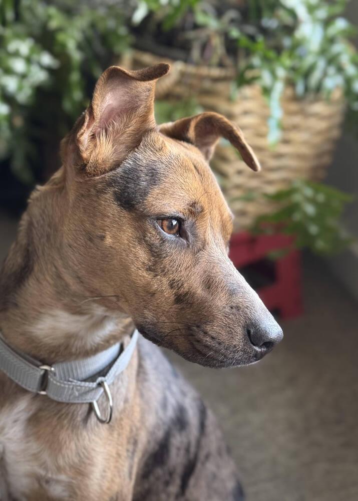 Oso Cat, a Adoptable mixed breed in Aurora, CO image 3/5