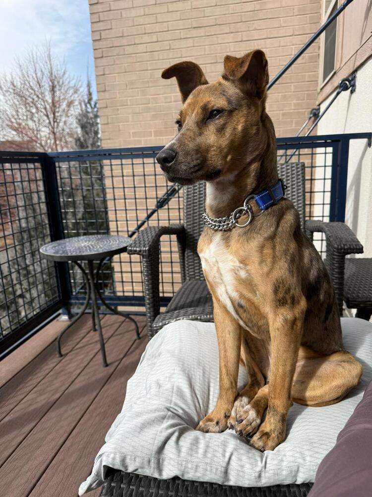 Enlarge Oso Cat, a Adoptable mixed breed in Aurora, CO image 5/6