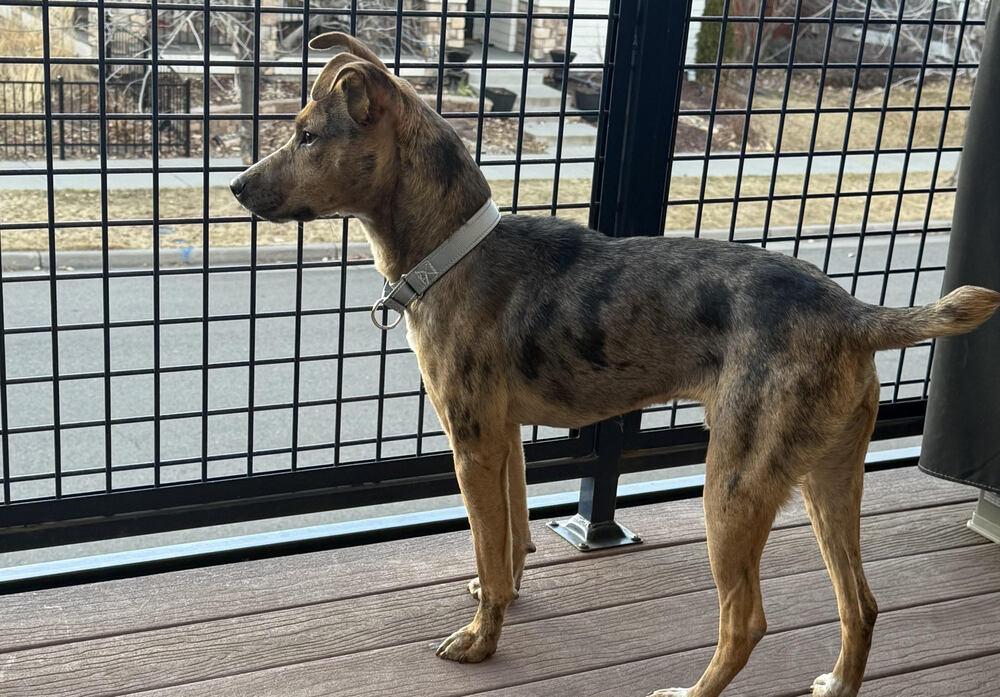 Oso Cat, a Adoptable mixed breed in Aurora, CO image 5/5
