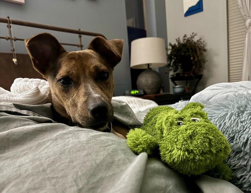 Enlarge Oso Cat, a Adoptable mixed breed in Aurora, CO image 6/6