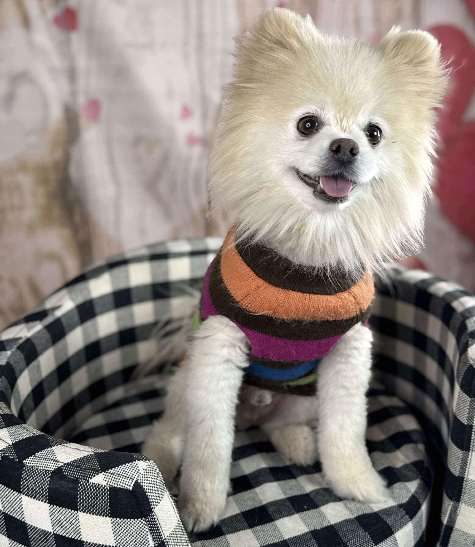 Jaxx, Adopted, Adult Male Pomeranian.