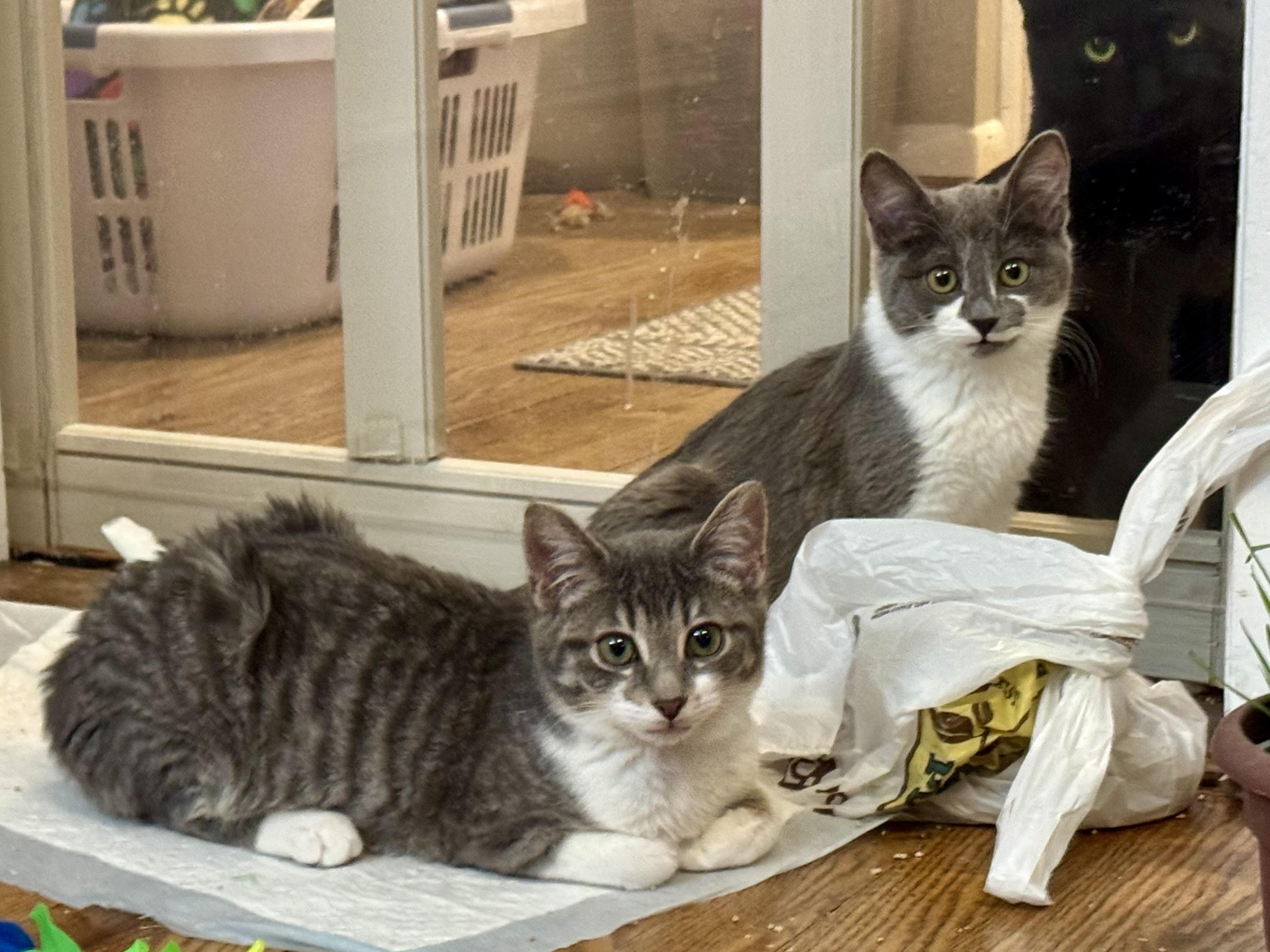 Enlarge Dizzie Dean, an adopted mixed breed in Rochester Hills, MI image 6/6