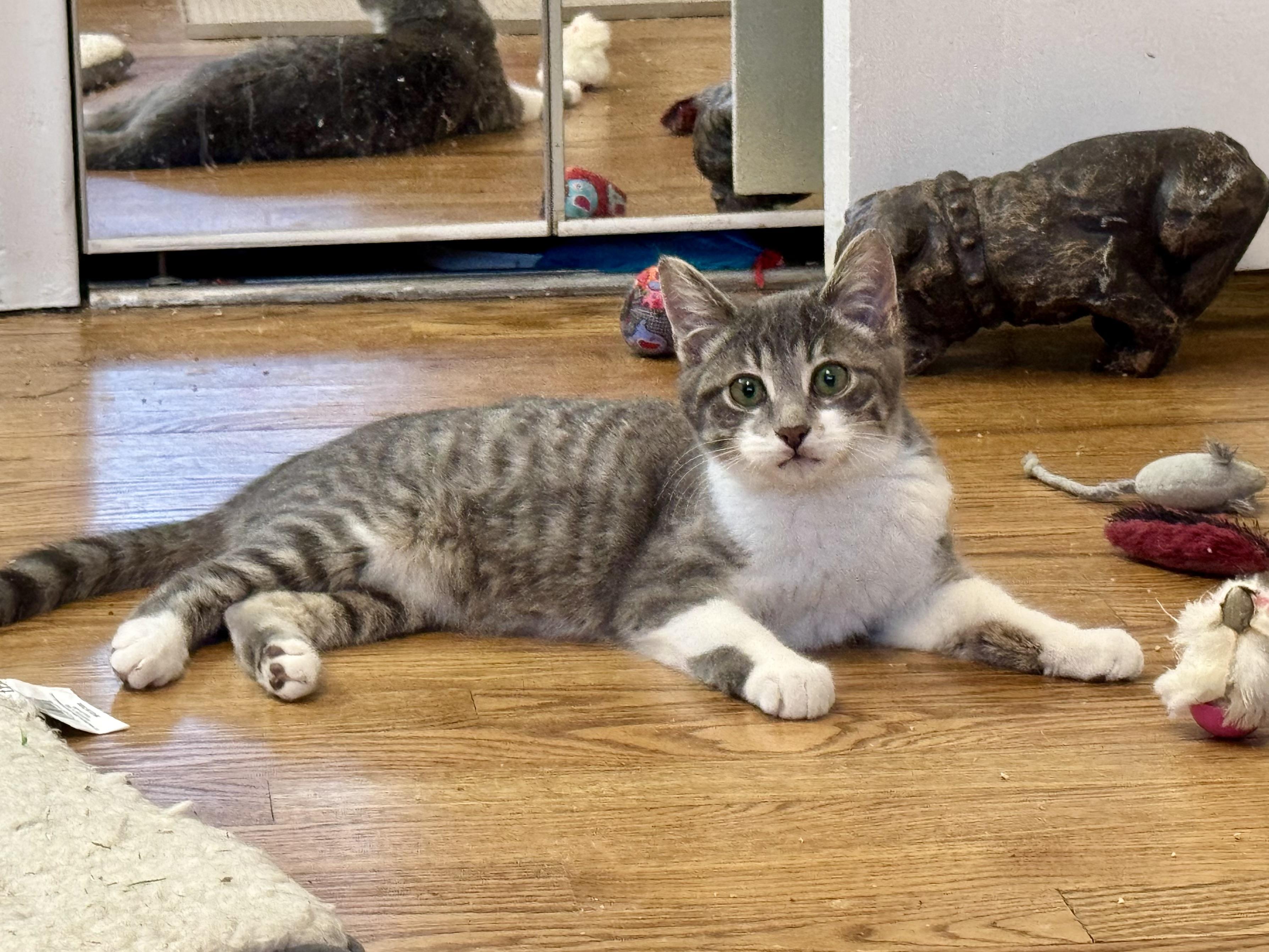 Enlarge Dizzie Dean, an adopted mixed breed in Rochester Hills, MI image 3/6