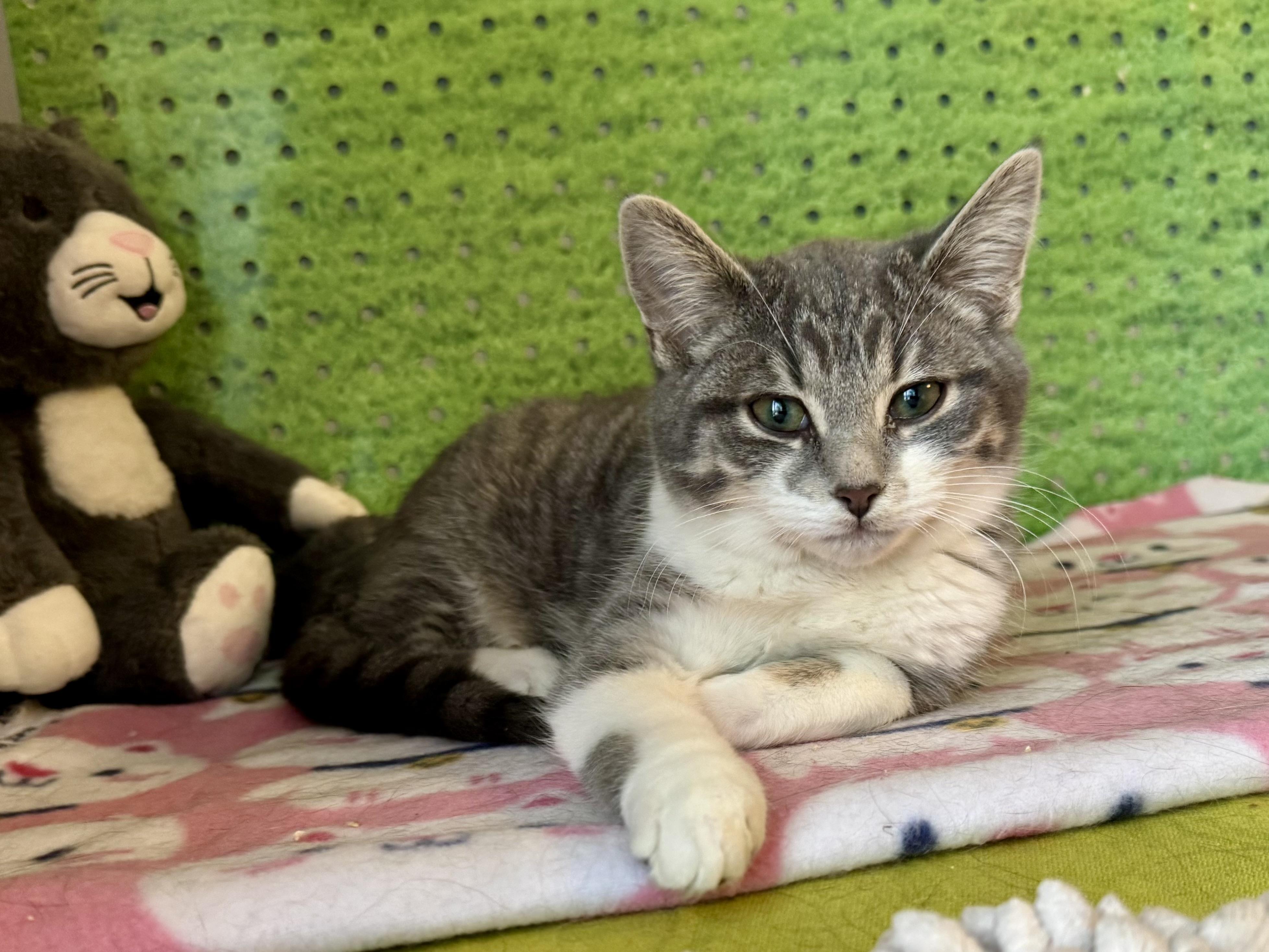 Enlarge Dizzie Dean, an adopted mixed breed in Rochester Hills, MI image 1/6