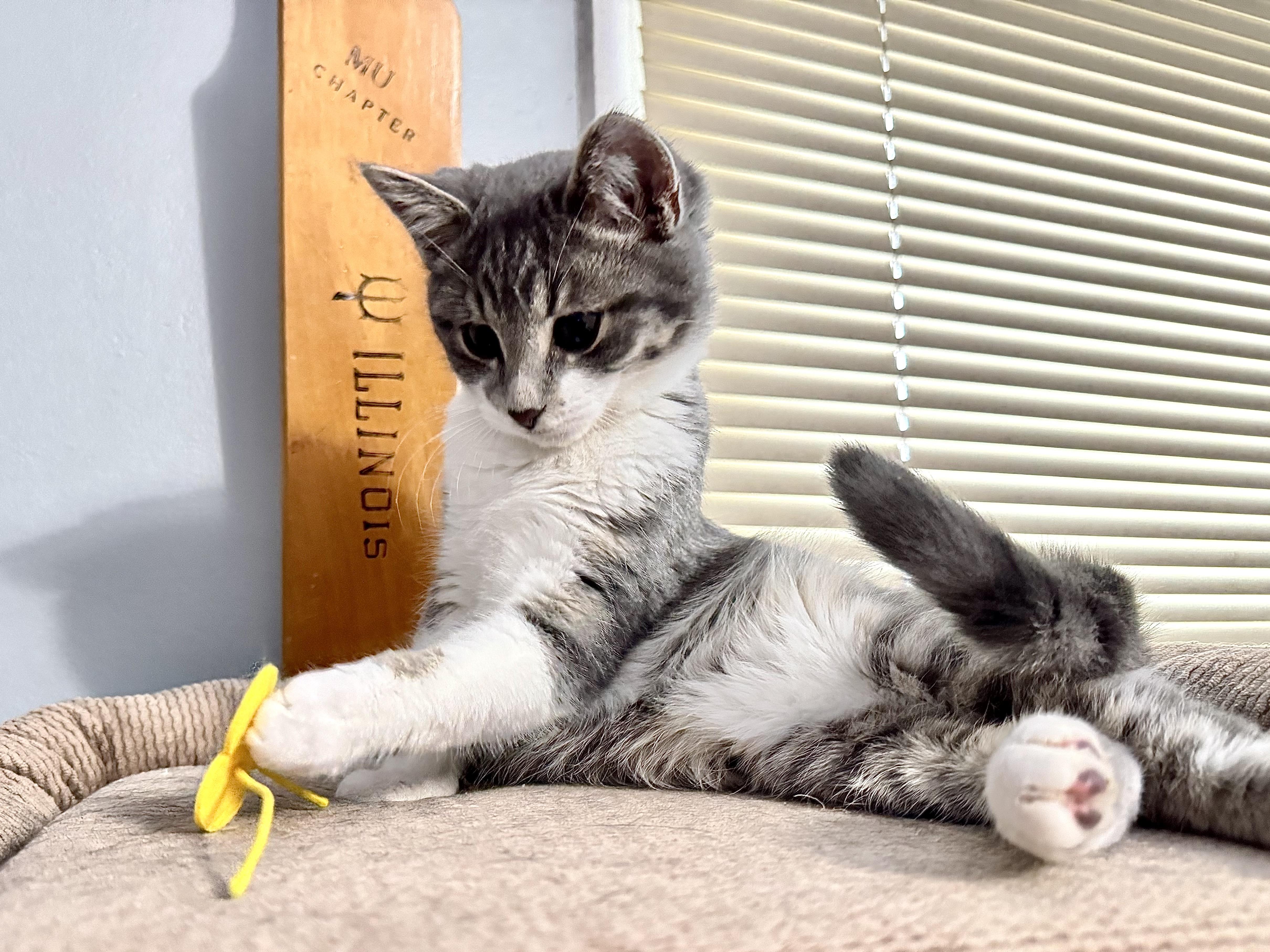 Enlarge Dizzie Dean, an adopted mixed breed in Rochester Hills, MI image 2/6