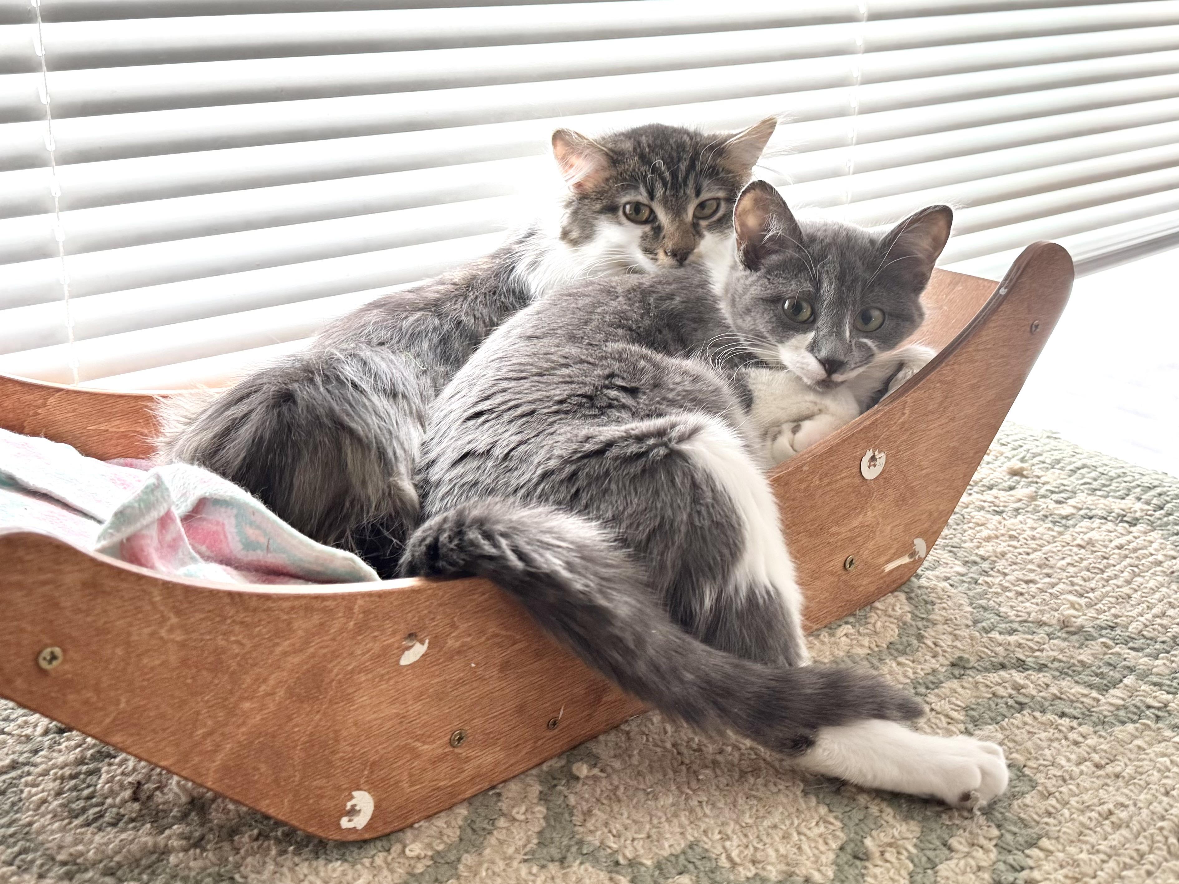 Enlarge Dizzie Dean, an adopted mixed breed in Rochester Hills, MI image 5/6