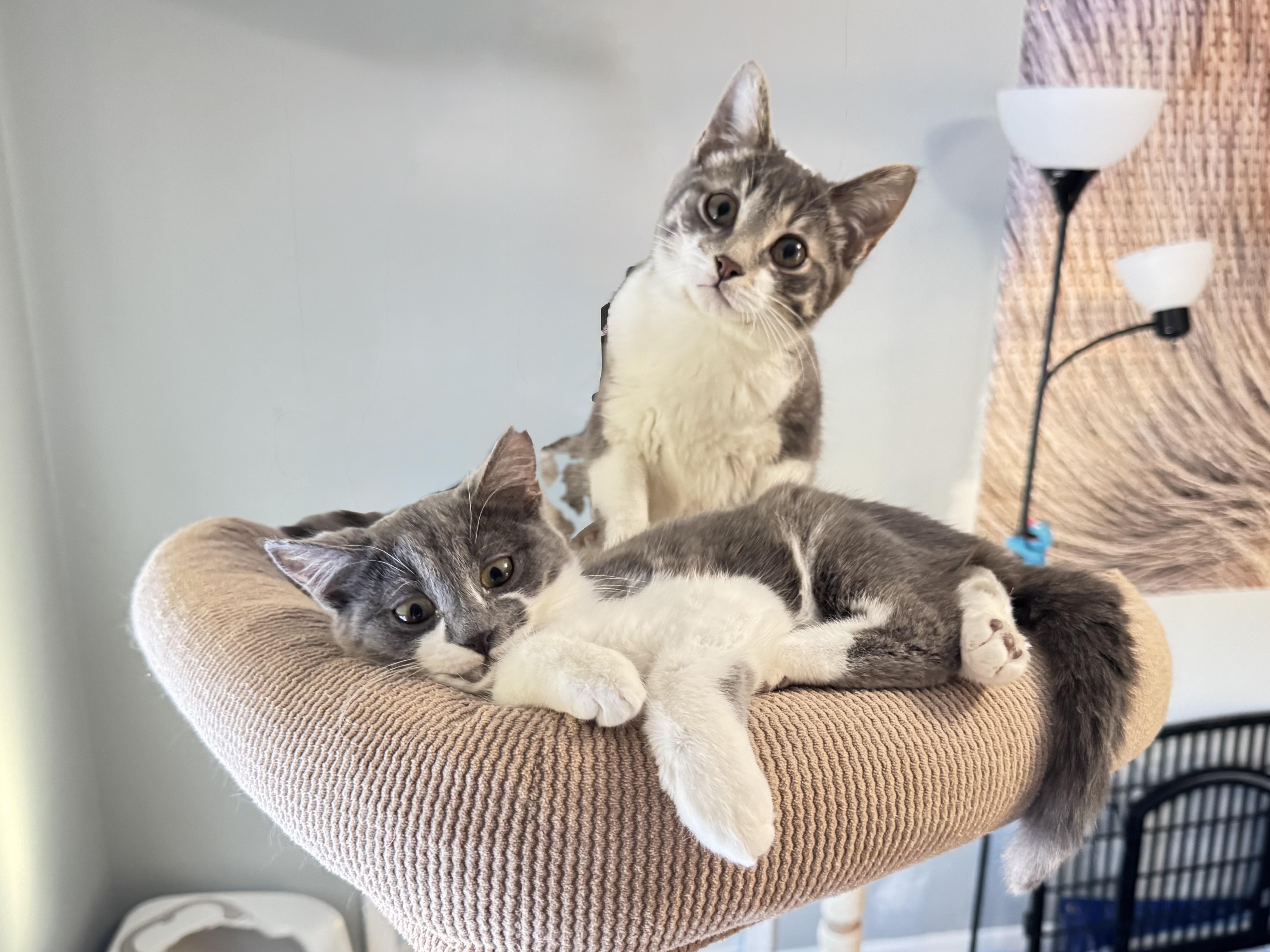 Dizzie Dean — thumbnail 6