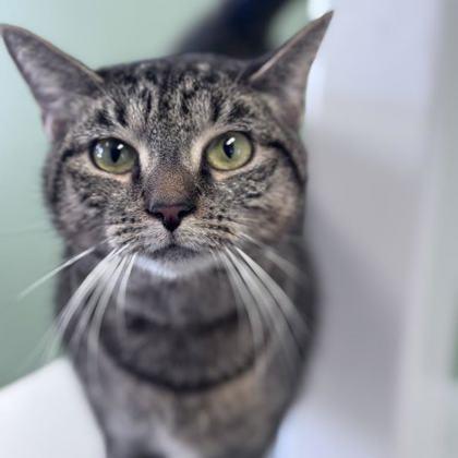 Solitare, Adoptable, Adult Female Domestic Short Hair & Domestic Short Hair.