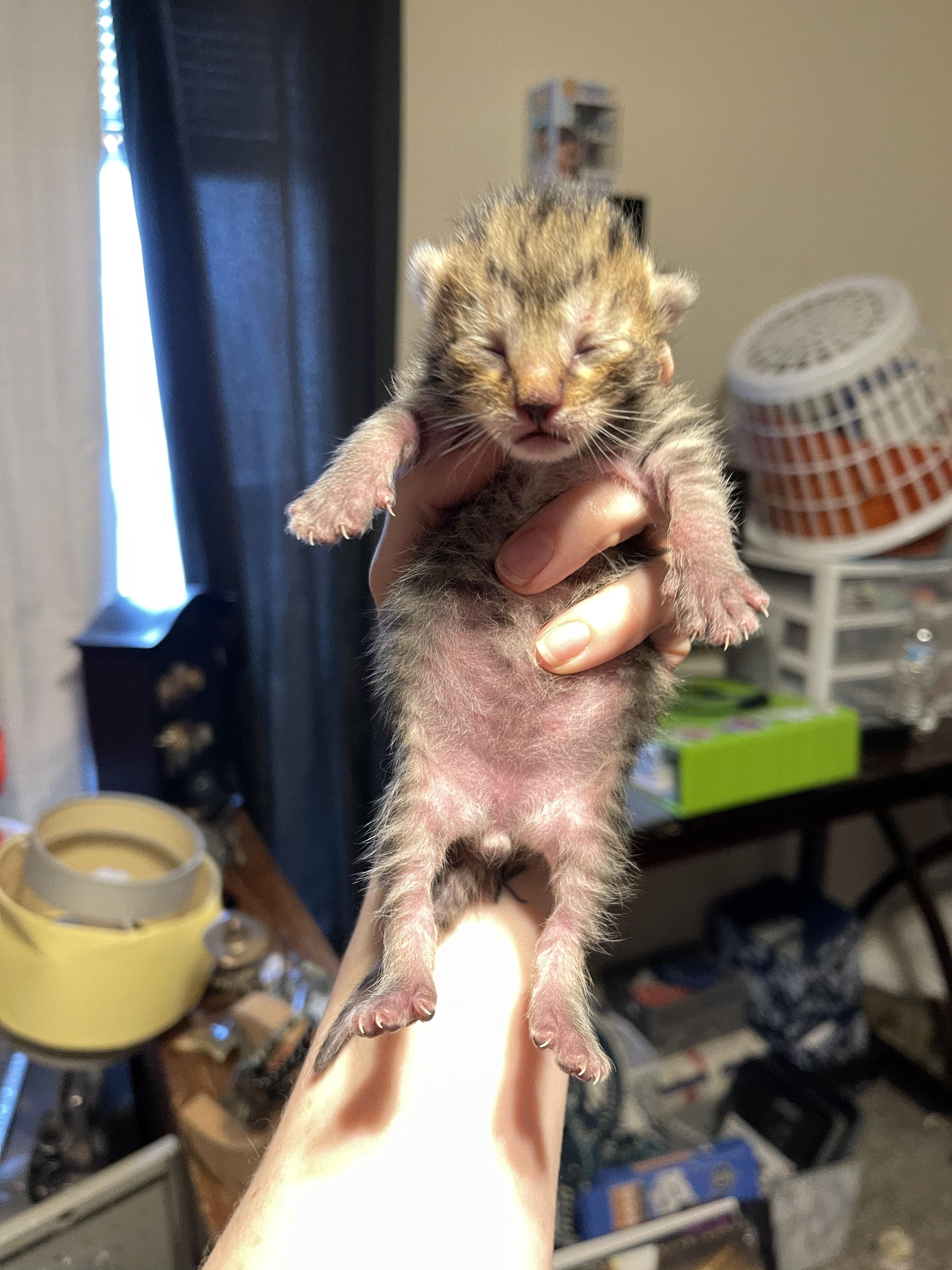 Enlarge Clue, a ADOPTABLE Domestic Short Hair in Columbus, OH image 3/5