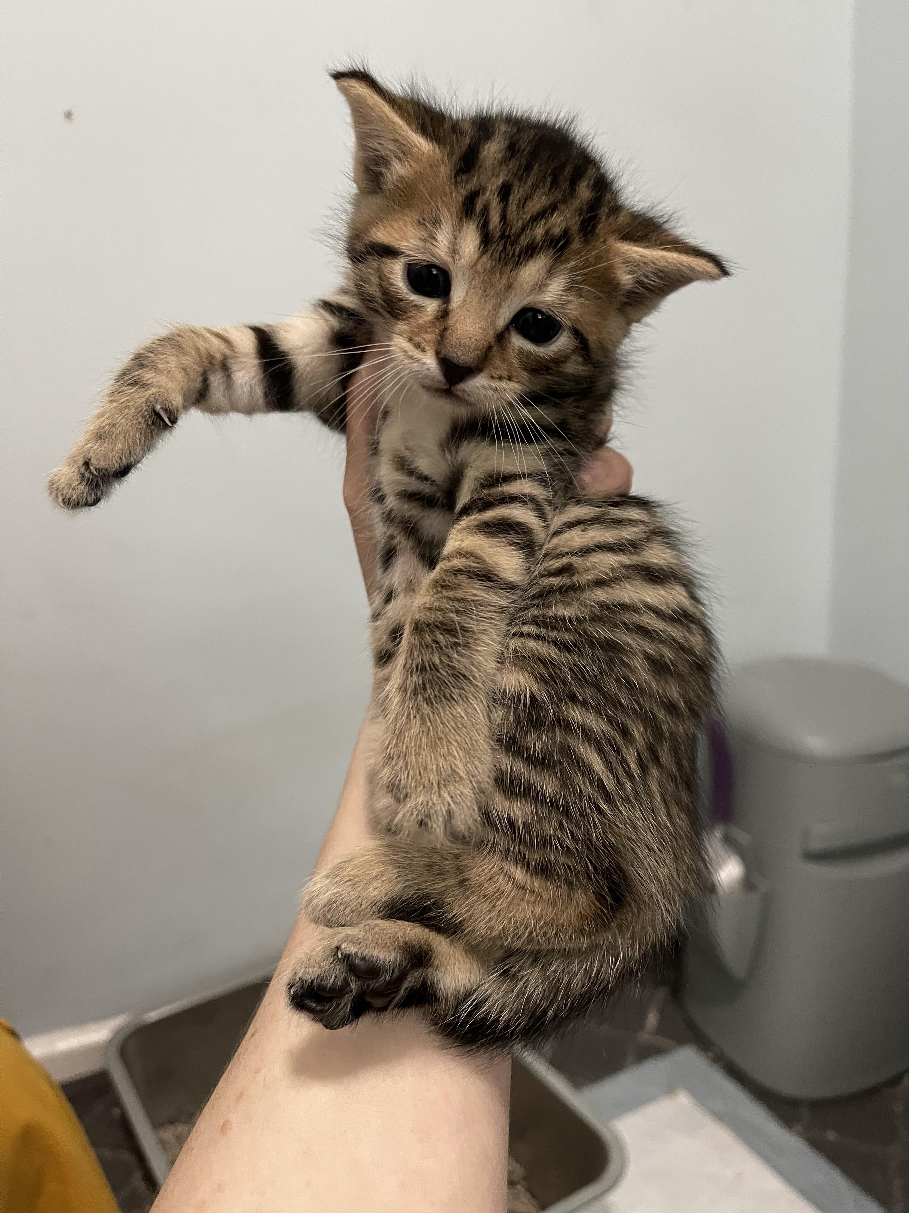 Clue, ADOPTABLE, Kitten Male Domestic Short Hair.