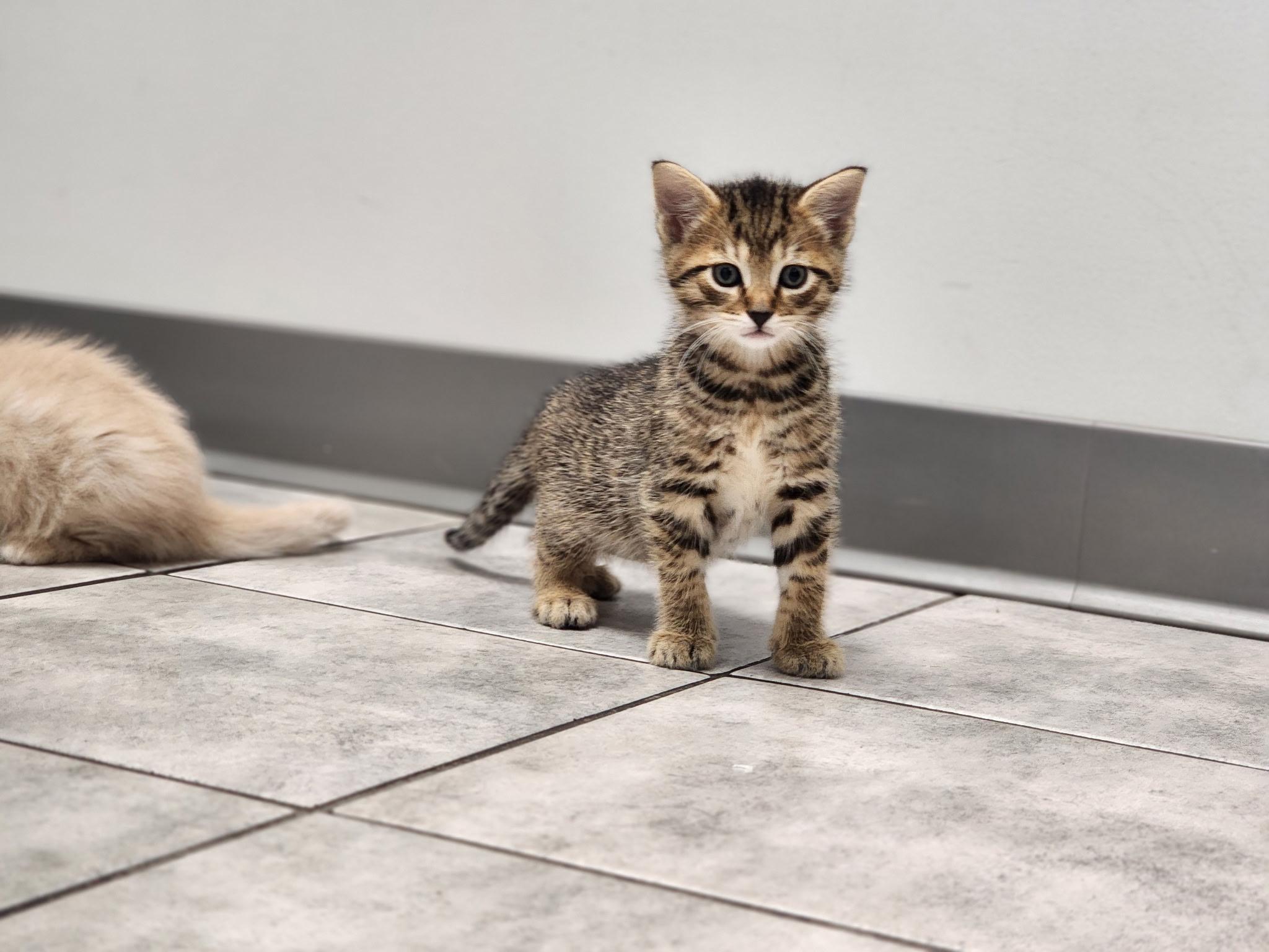 Enlarge Clue, a ADOPTABLE Domestic Short Hair in Columbus, OH image 4/5