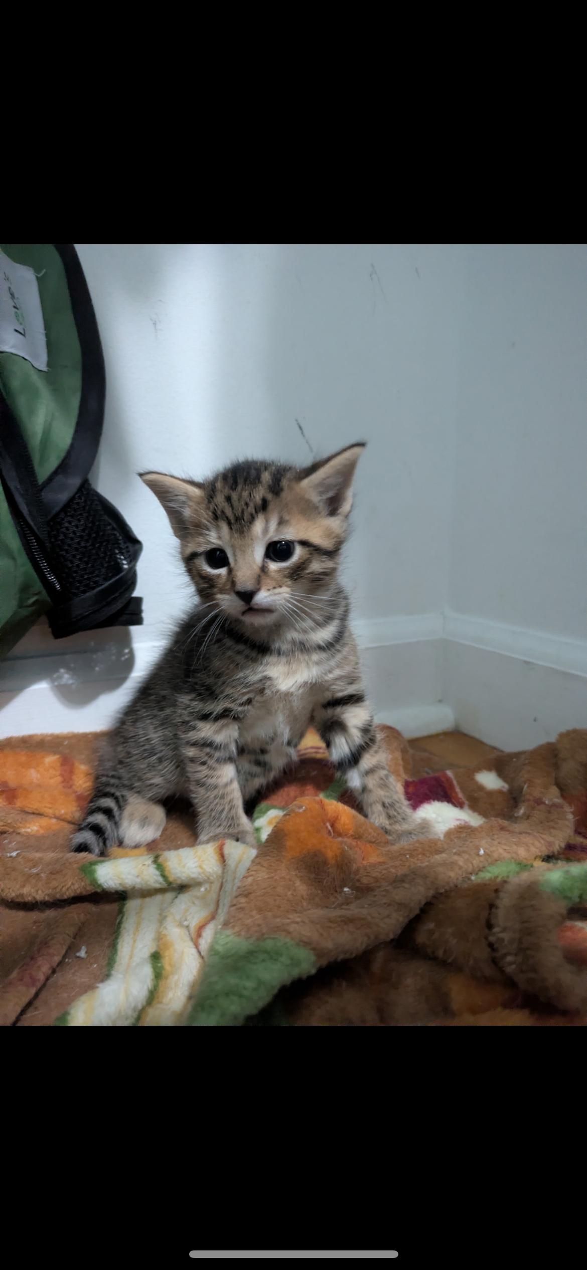 Enlarge Clue, a ADOPTABLE Domestic Short Hair in Columbus, OH image 2/5