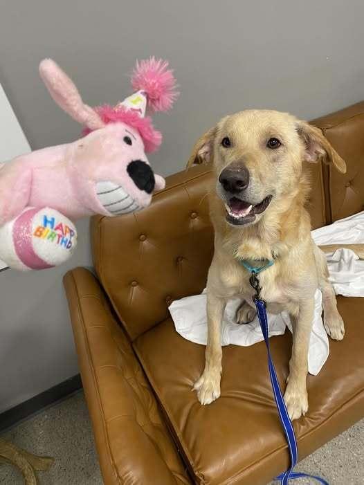 Perry (25-011 D), Adoptable, Adult Male Catahoula Leopard Dog & Labrador Retriever.