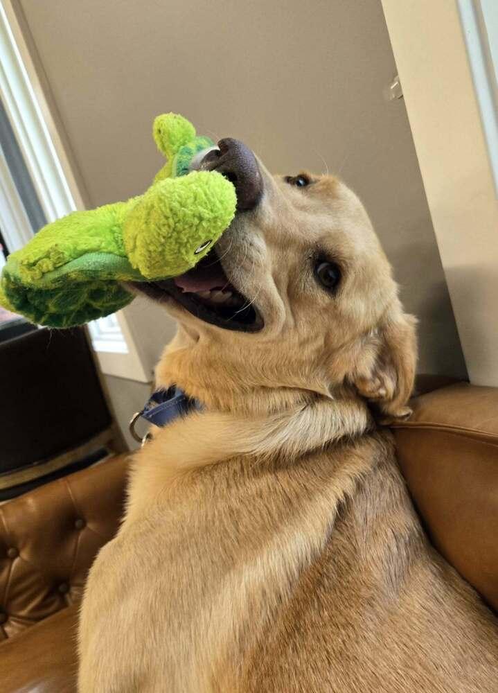 Perry (25-011 D), a Adoptable mixed breed in Lansing, MI image 2/6