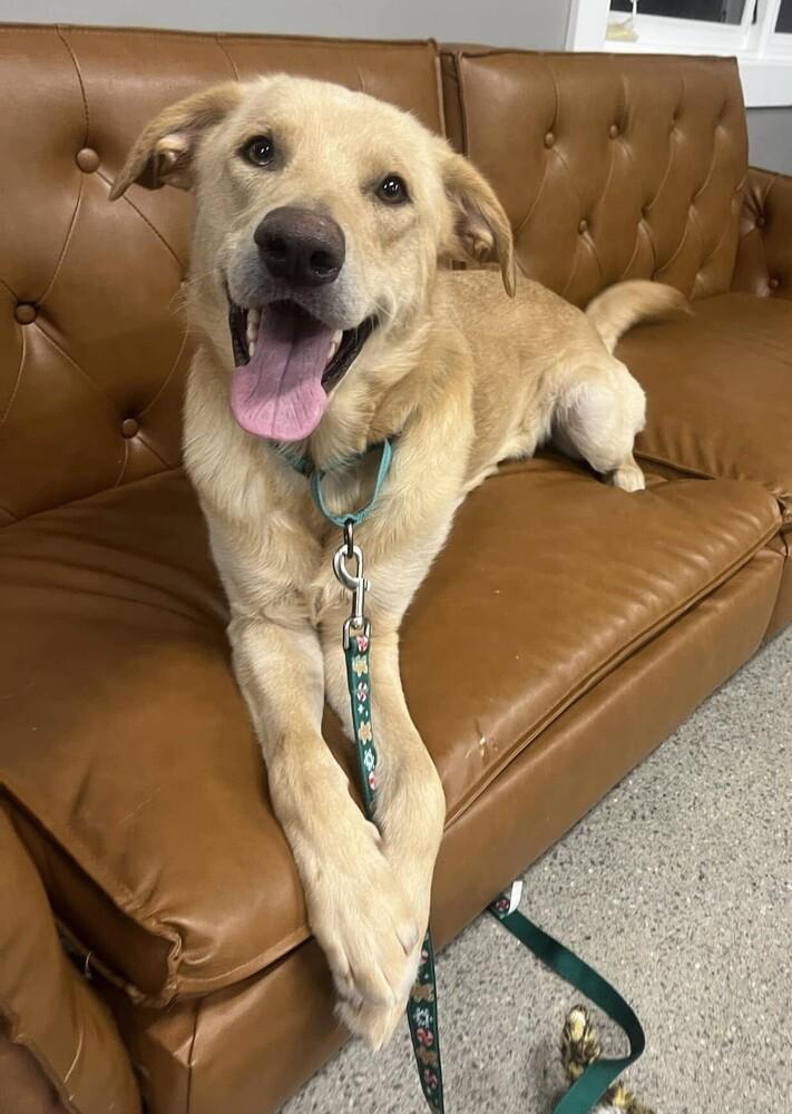 Perry (25-011 D), a Adoptable mixed breed in Lansing, MI image 3/6