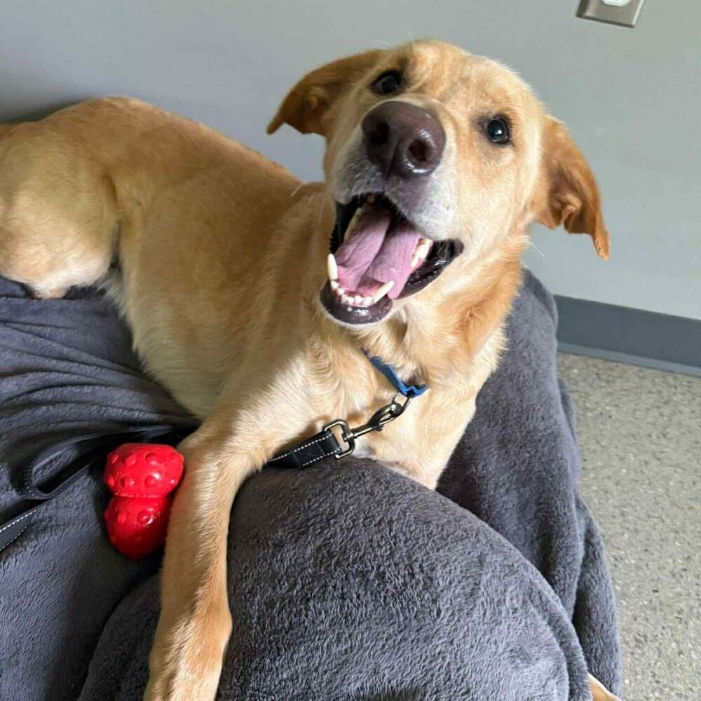 Perry (25-011 D), a Adoptable mixed breed in Lansing, MI image 4/6