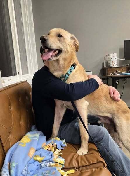 Perry (25-011 D), a Adoptable mixed breed in Lansing, MI image 5/6