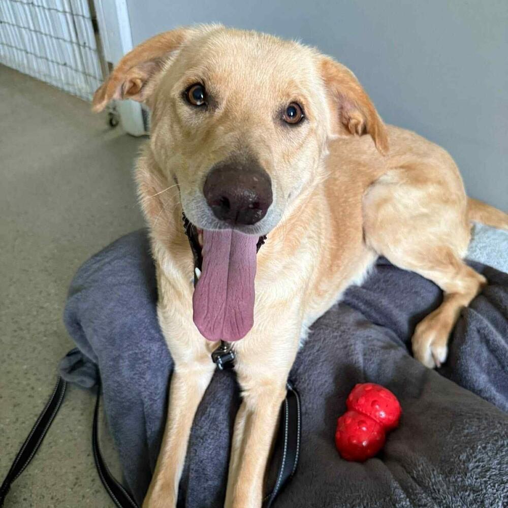 Perry (25-011 D), a Adoptable mixed breed in Lansing, MI image 6/6