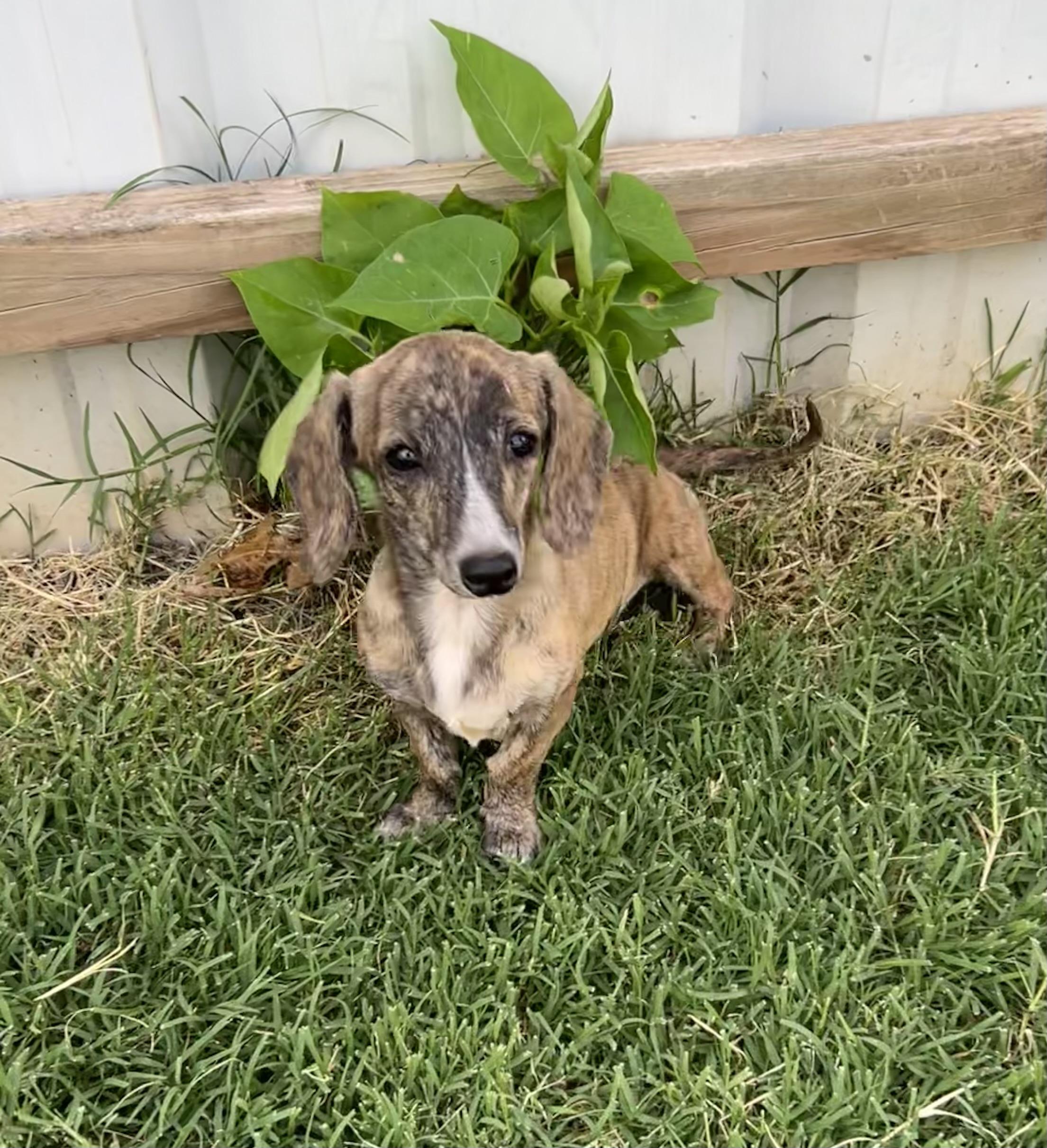 Ziggy Female, Adoptable, Young Female Miniature Dachshund.