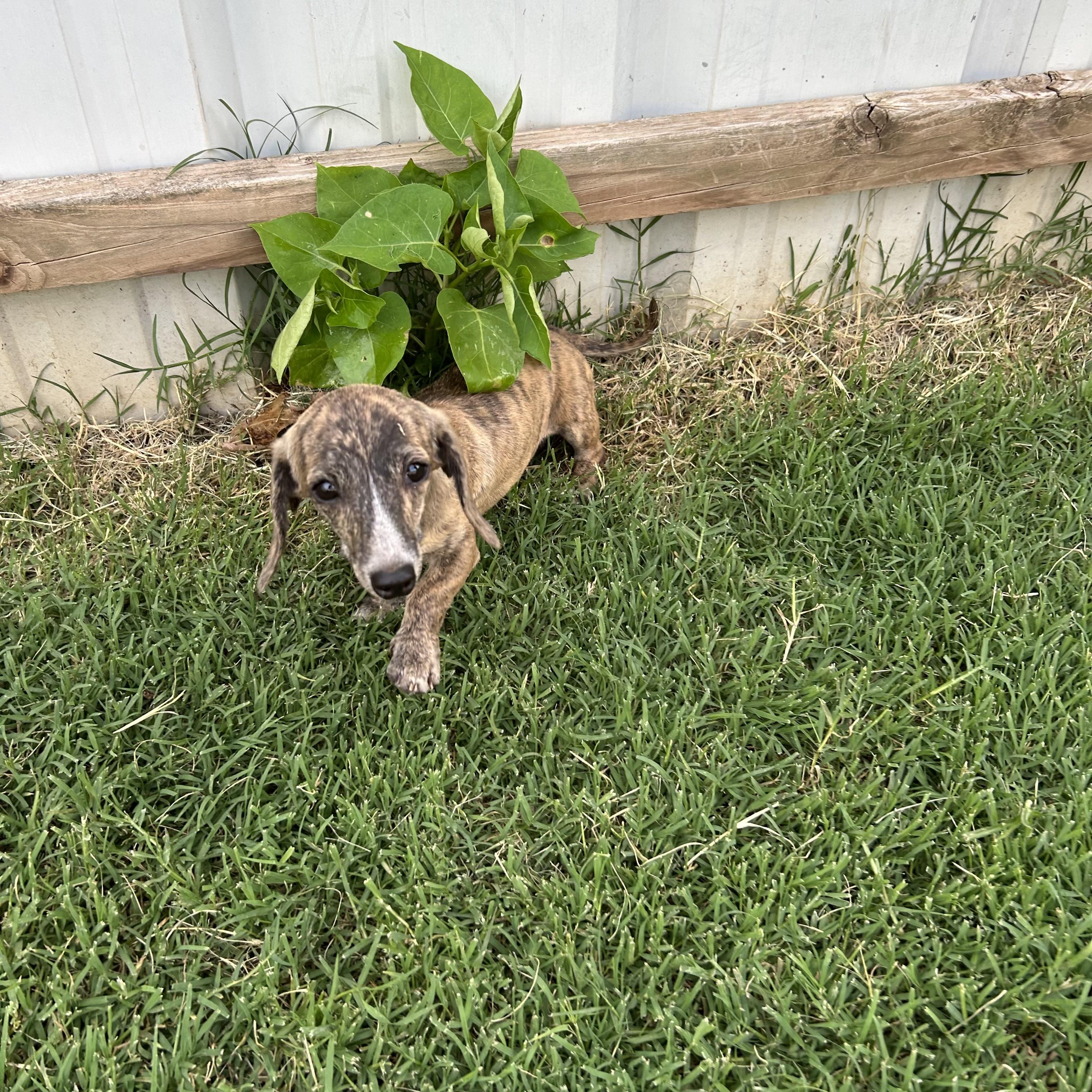 Ziggy Female