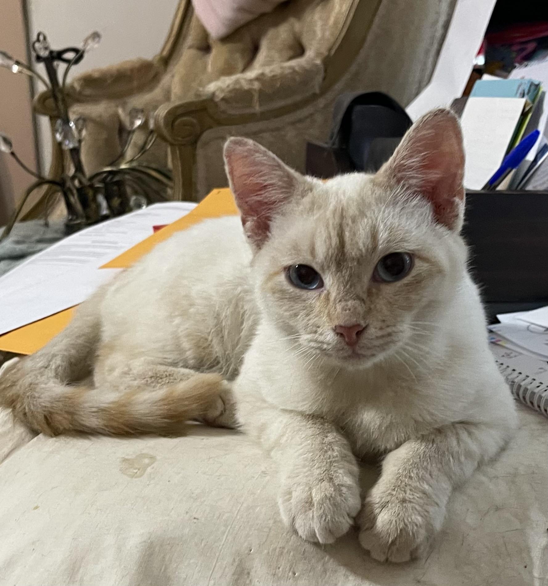 Pancake, a ADOPTABLE mixed breed in san antonio, TX image 3/3