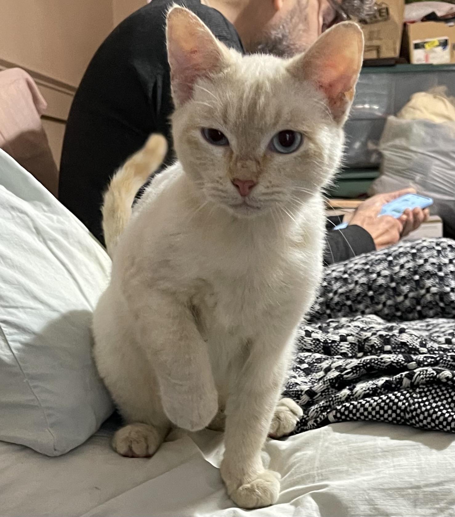 Pancake, a ADOPTABLE mixed breed in san antonio, TX image 1/3