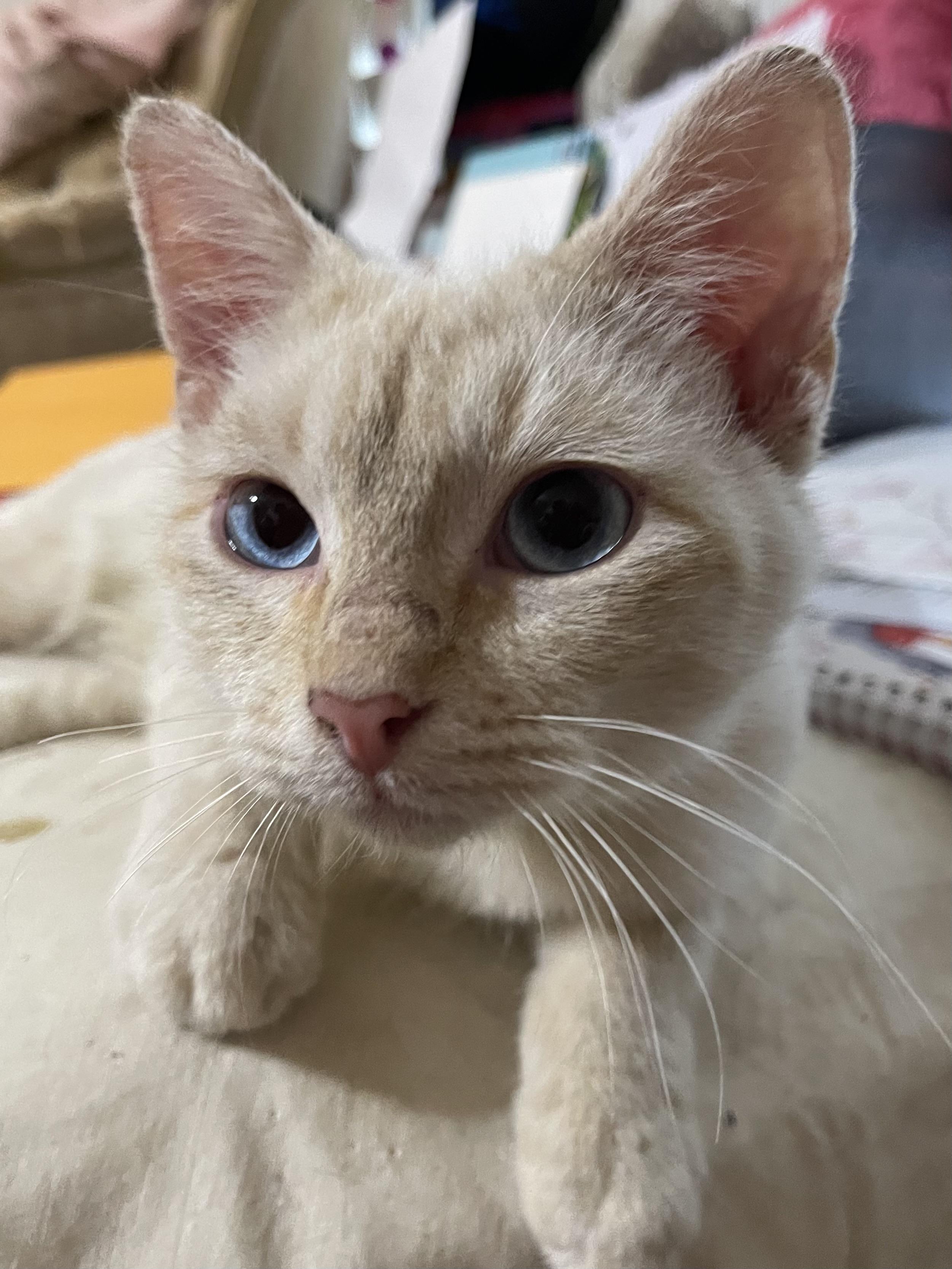 Pancake, a ADOPTABLE mixed breed in san antonio, TX image 2/3