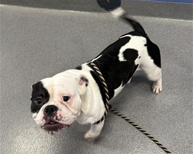 Enlarge SPARKY, a Adoptable mixed breed in Aurora, IL image 1/1