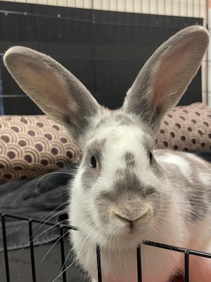 Coriander, ADOPTABLE, Adult Male American.