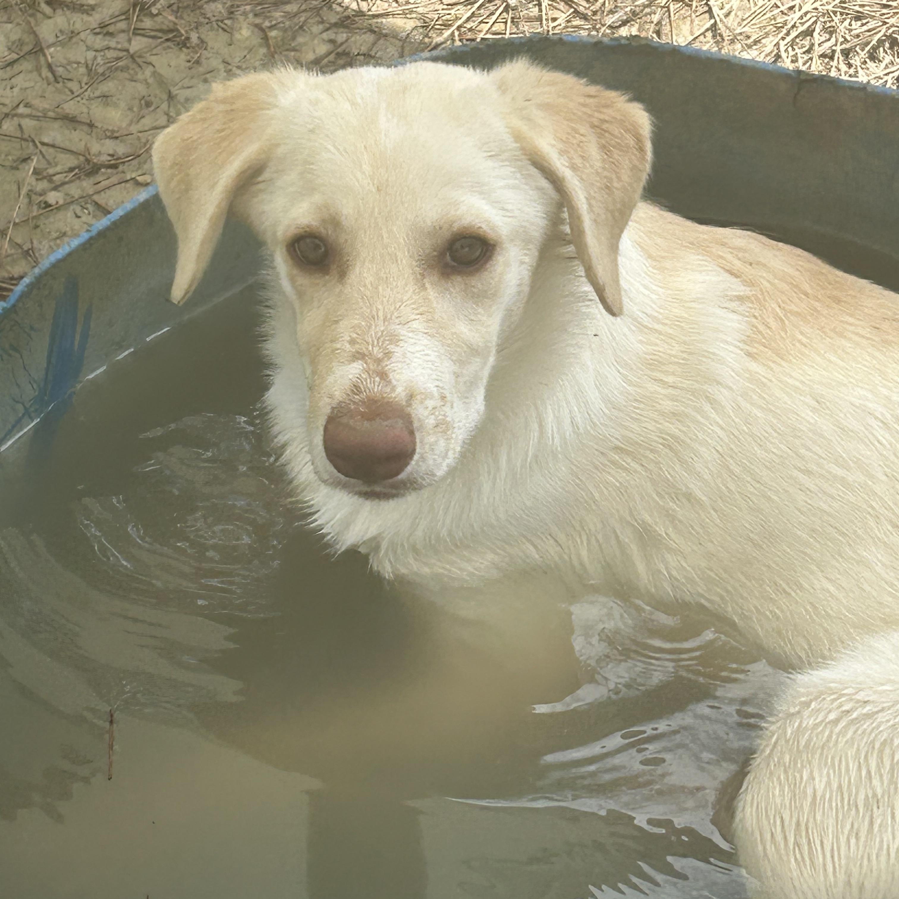 Pearl, an adoptable Australian Shepherd, Labradoodle in Centerville , MA, 02632 | Photo Image 2