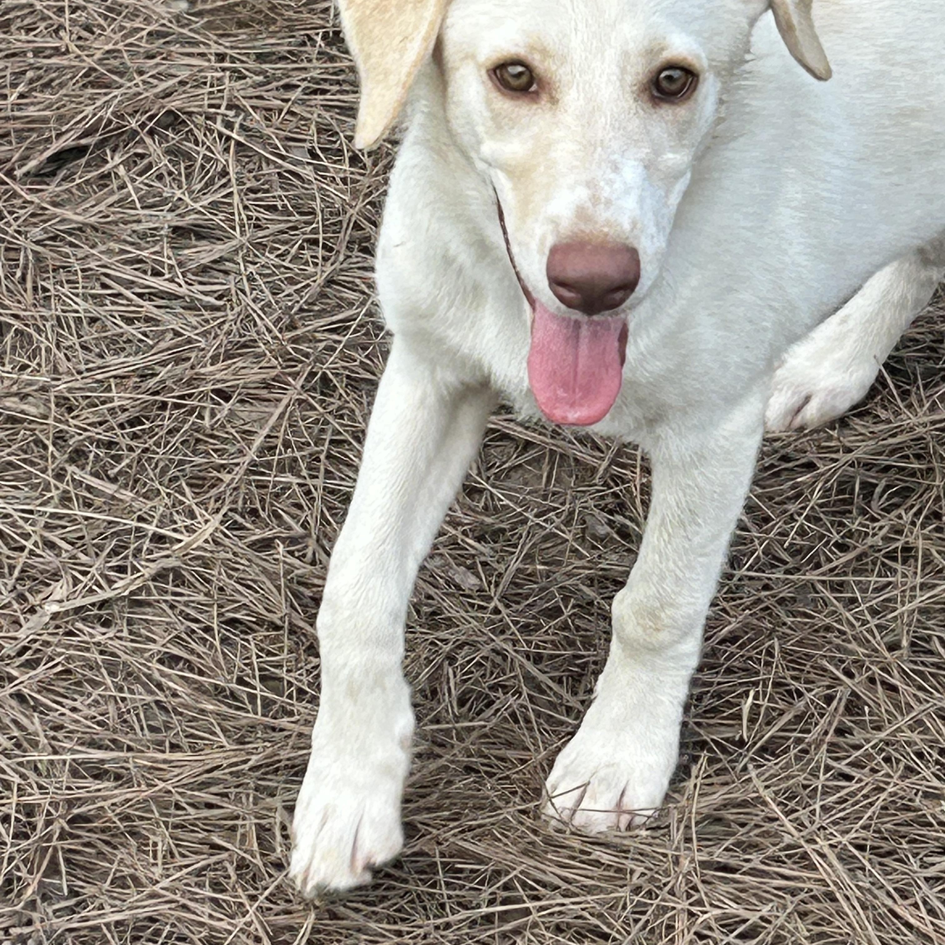 Pearl, an adoptable Australian Shepherd, Labradoodle in Centerville , MA, 02632 | Photo Image 1