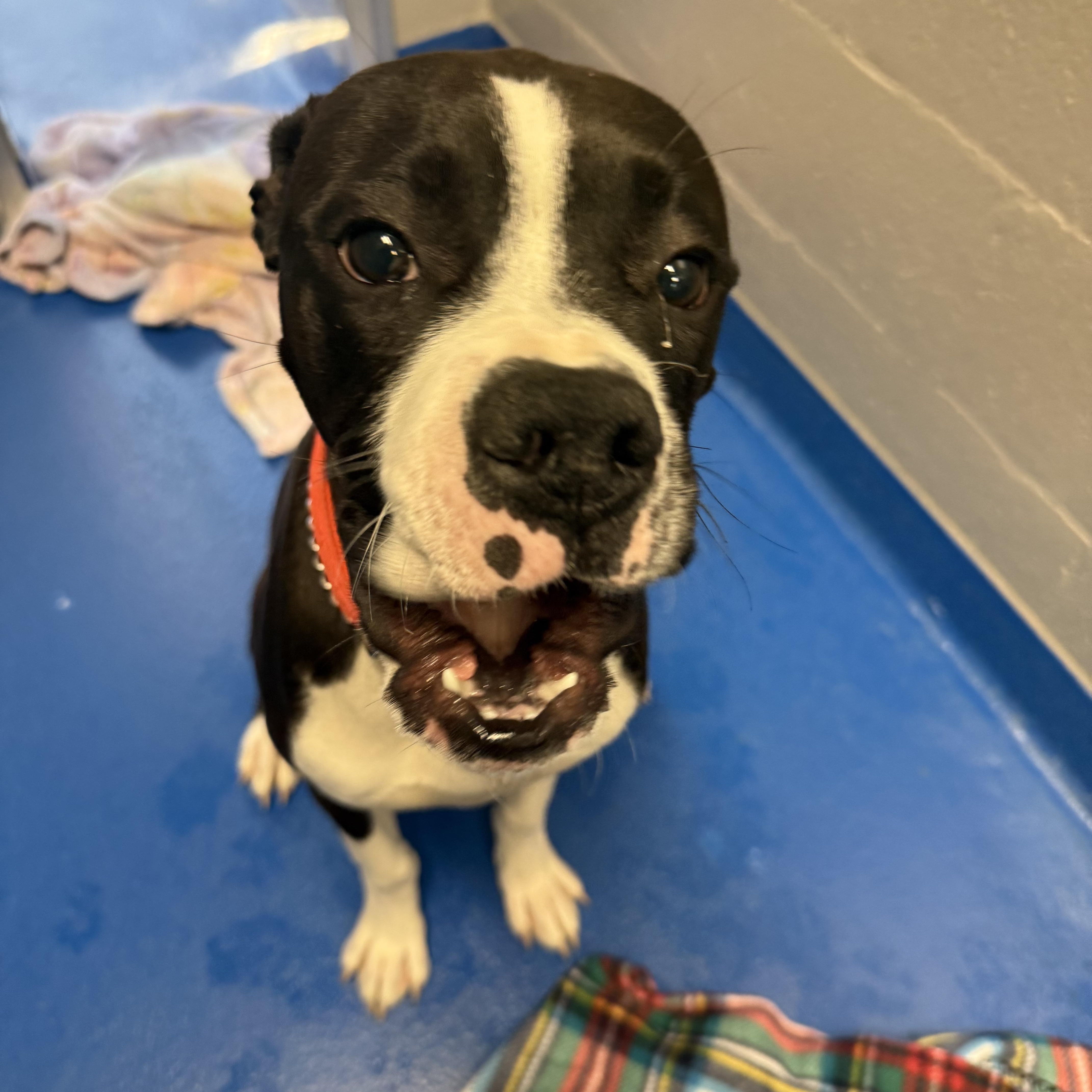 Enlarge Klaus, an adopted mixed breed in Lancaster, SC image 2/4