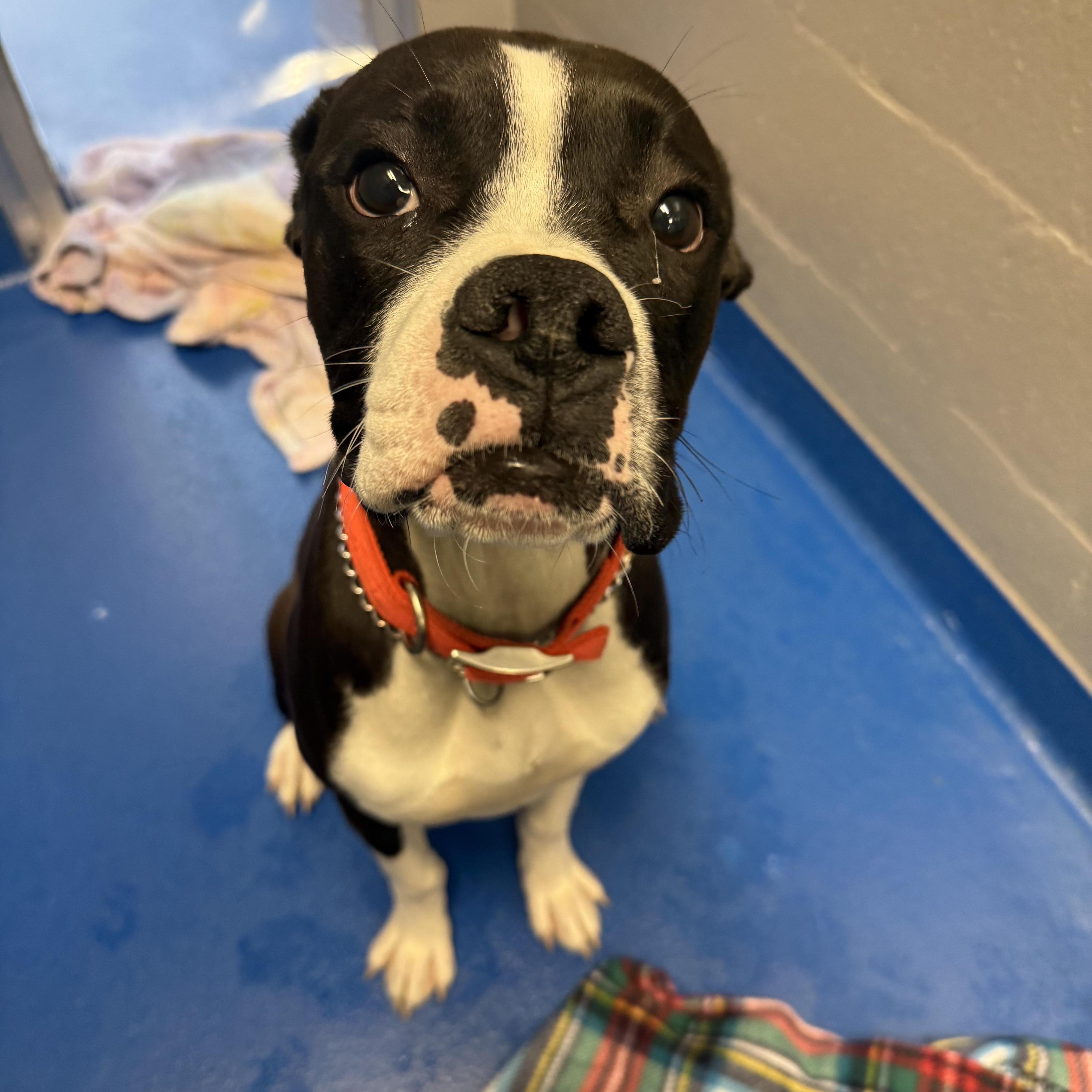 Enlarge Klaus, an adopted mixed breed in Lancaster, SC image 1/4