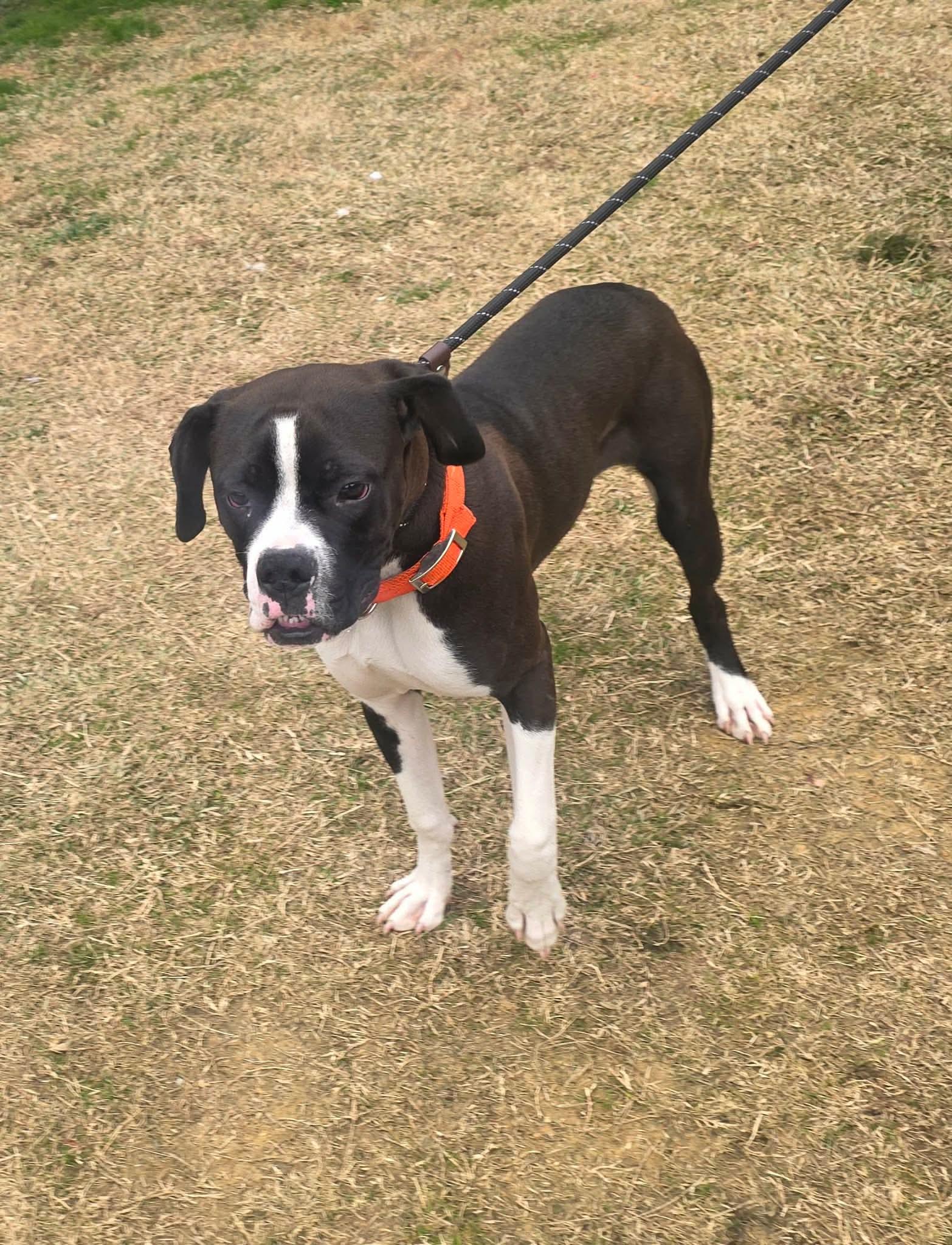 Enlarge Klaus, an adopted mixed breed in Lancaster, SC image 4/4