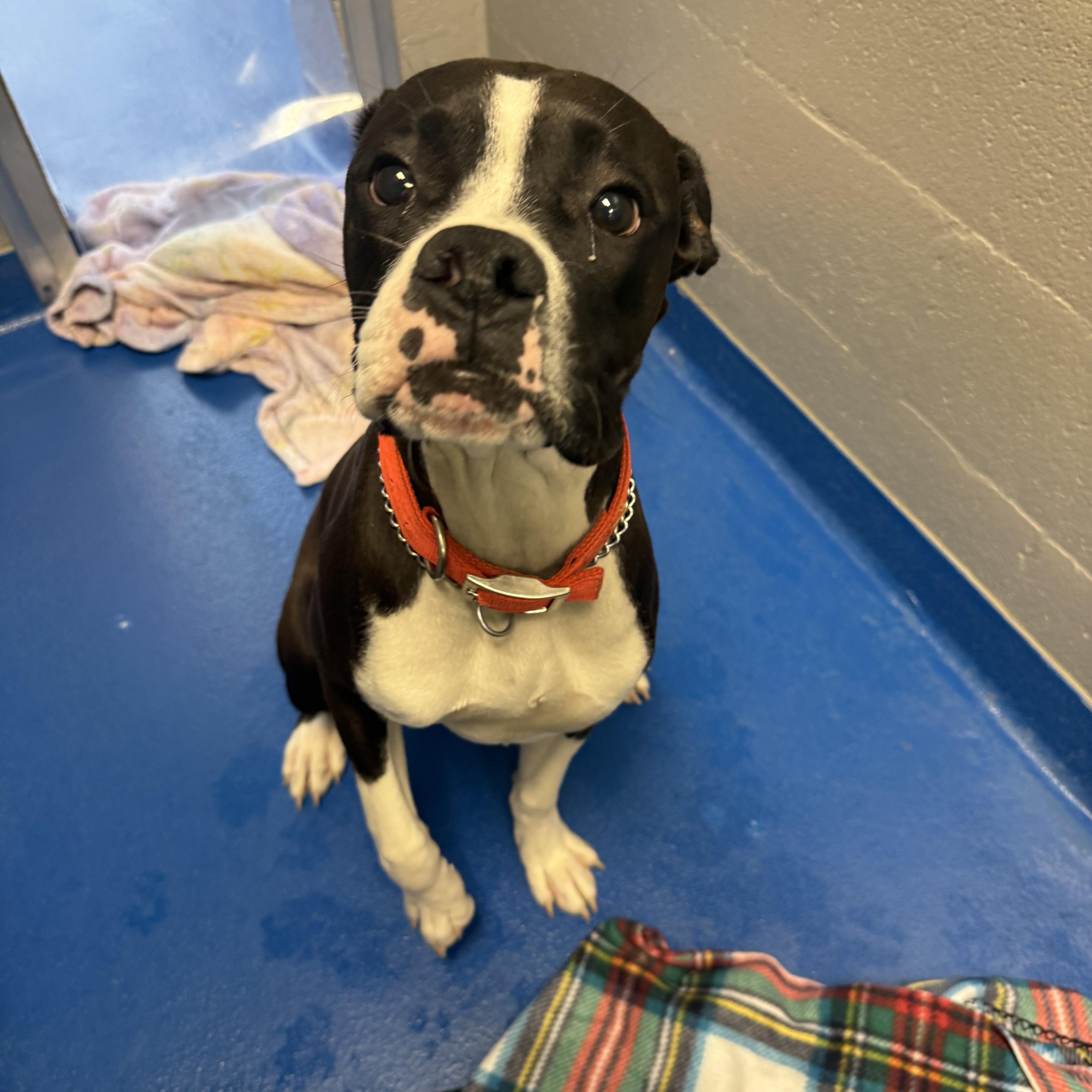 Enlarge Klaus, an adopted mixed breed in Lancaster, SC image 3/4