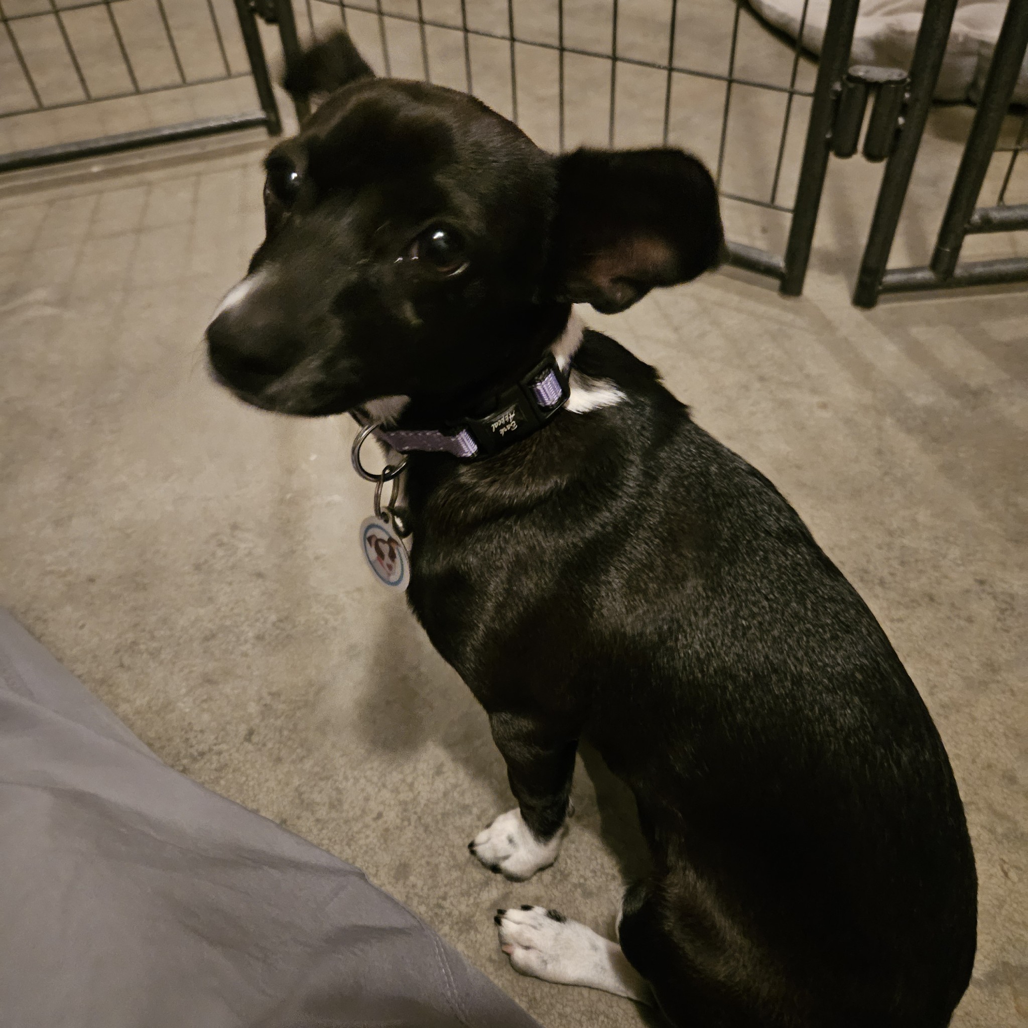 Dog for adoption Noodles, a Chiweenie Mix in clayton , CA Petfinder