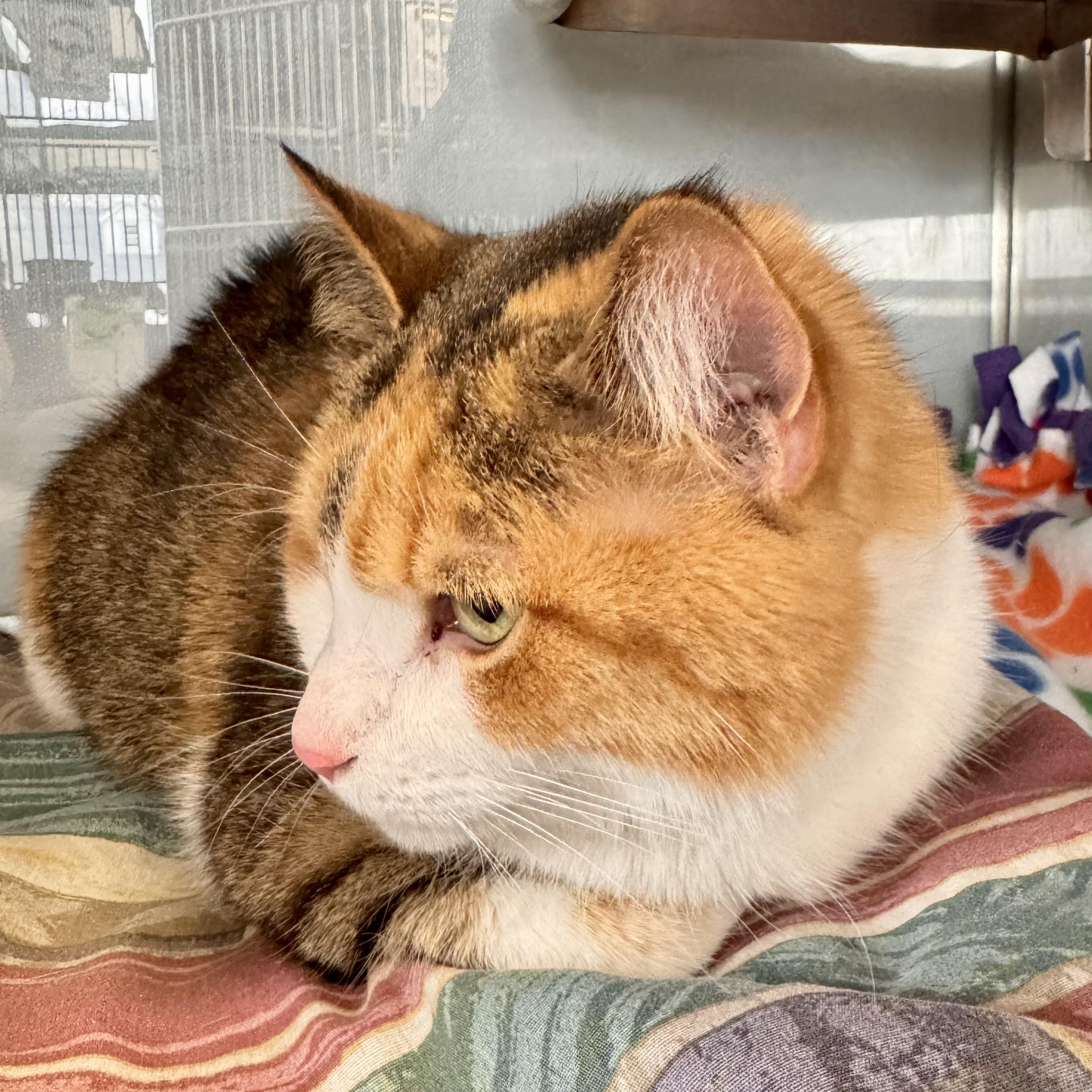 Enlarge Nala, an adopted Domestic Short Hair in Midland, MI image 1/2