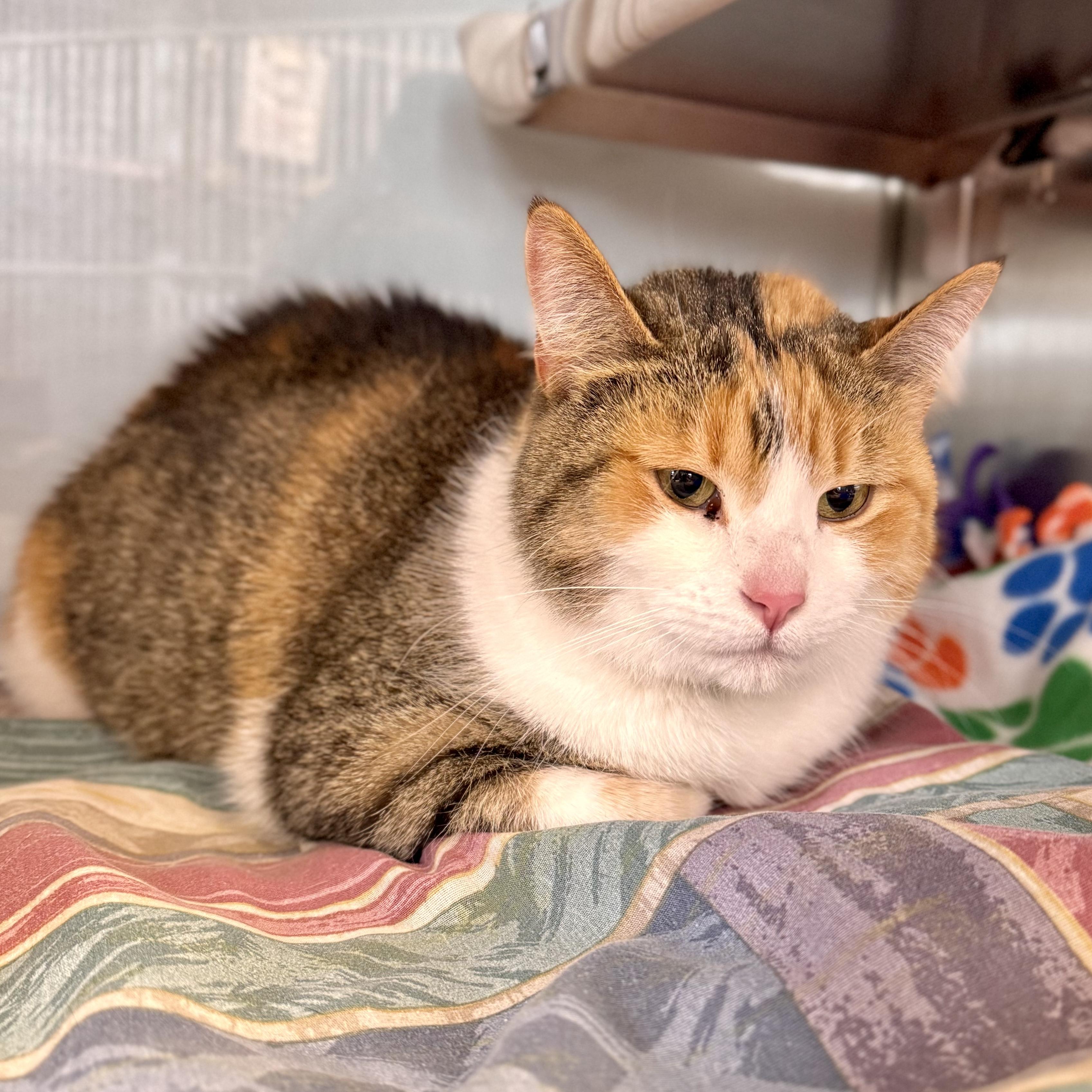 Enlarge Nala, an adopted Domestic Short Hair in Midland, MI image 2/2