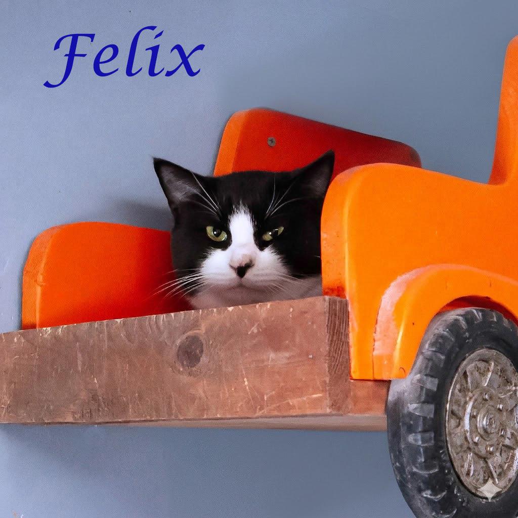 Felix C26-124, Adoptable, Adult Male Domestic Short Hair.