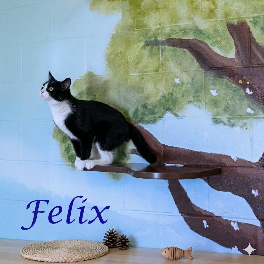 Felix C26-124, a Adoptable Domestic Short Hair in Lebanon, TN image 2/2