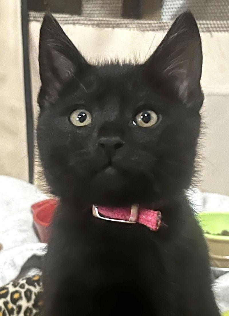 Ben & Jerry, Adoptable, Kitten Male Domestic Short Hair.